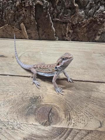 Baardagamen beschikbaar voor biedingen