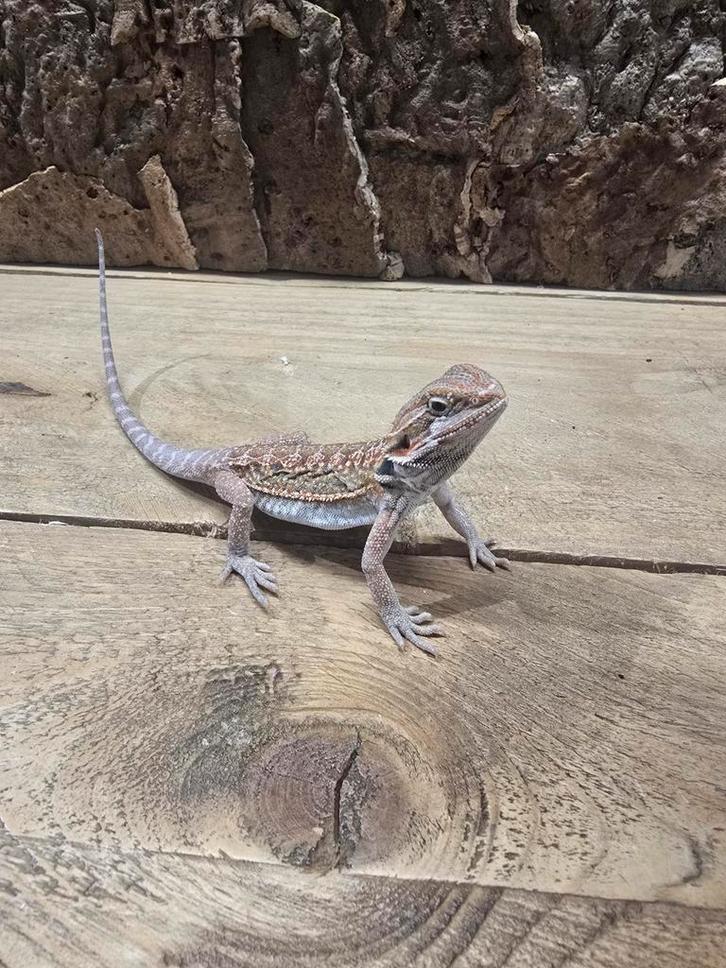 Baardagamen, Dieren en Toebehoren, Reptielen en Amfibieën, Hagedis, 0 tot 2 jaar