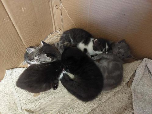 Leuke lieve boerderij kittens, Dieren en Toebehoren, Katten en Kittens | Overige Katten, Meerdere dieren