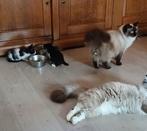 Nog 3 schattige kittens, Dieren en Toebehoren, Katten en Kittens | Overige Katten