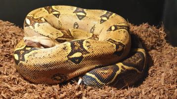 Prachtige Boa Constrictor Pink Panther beschikbaar voor biedingen