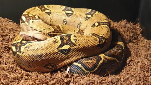 Prachtige Boa Constrictor Pink Panther, Dieren en Toebehoren, Reptielen en Amfibieën, Slang