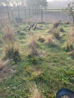 Zwarte Loopeenden, Dieren en Toebehoren, Pluimvee, Eend