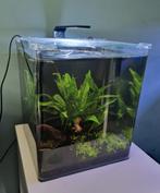 Nano Cube, 30 liter. Compleet., Dieren en Toebehoren, Vissen | Aquaria en Toebehoren, Ophalen, Zo goed als nieuw, Gevuld zoetwateraquarium