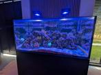 Red sea zeeaquarium 120 x 55 x 57, Ophalen, Gevuld zeewateraquarium