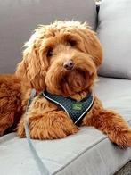 Huisfokker  australian labradoodle pups!!! Ook dekreuen, Nederland, 8 tot 15 weken, Meerdere, Meerdere dieren