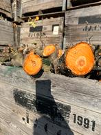 Appelboom haardhout in bak, Minder dan 3 m³, Ophalen, Overige houtsoorten, Takken