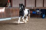 jaarling tinker hengst, Dieren en Toebehoren, Hengst, Niet van toepassing, D pony (1.37m tot 1.48m), 0 tot 2 jaar