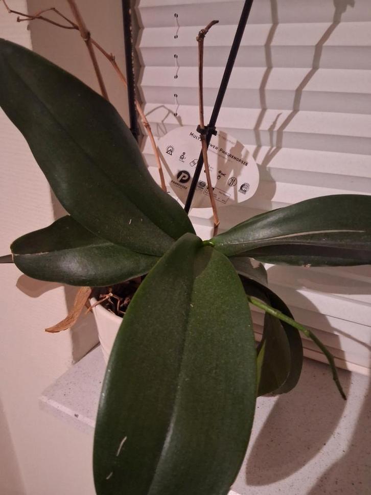 Gratis Phalaenopsis Orchidee, Tuin en Terras, Planten | Tuinplanten, Vaste plant, Overige soorten, Halfschaduw, Bloeit niet, Ophalen