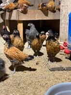 Vorwerk kippen te koop, Dieren en Toebehoren, Pluimvee, Vrouwelijk, Kip