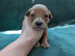 Australian Labradoodle pups, Dieren en Toebehoren, Honden | Retrievers, Spaniëls en Waterhonden, Overige rassen, 8 tot 15 weken