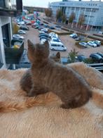 🐈‍⬛ | Raszuivere | Blauw Britse Korthaar | Kittens | 🐈‍⬛, Meerdere dieren, Ontwormd, 0 tot 2 jaar