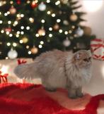 Aanhankelijke en prachtige Brits langhaar herplaatser, Dieren en Toebehoren, Katten en Kittens | Raskatten | Langhaar, Poes, Gechipt