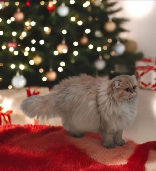 Aanhankelijke en prachtige Brits langhaar herplaatser, Dieren en Toebehoren, Katten en Kittens | Raskatten | Langhaar, Poes, Gechipt