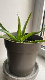 Aloë Vera Kamerplant, Vetplant, In pot, Minder dan 100 cm, Groene kamerplant