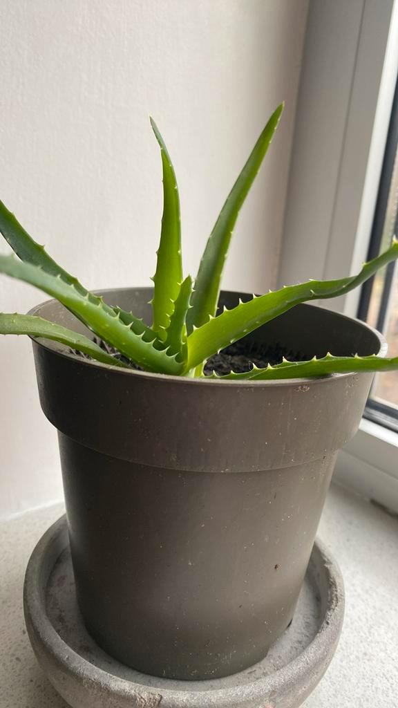 Aloë Vera Kamerplant, Huis en Inrichting, Kamerplanten, Vetplant, Minder dan 100 cm, Groene kamerplant, Halfschaduw, In pot, Ophalen of Verzenden