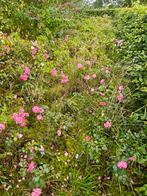 Rozen, Ophalen, Zomer, Overige soorten, Volle zon