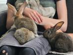 Jonge konijnen ram, Dieren en Toebehoren, Konijnen, Mannelijk, Groot, Hangoor
