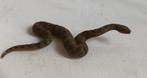 Schleich Anaconda slang 14778, Verzamelen, Dierenverzamelingen, Ophalen of Verzenden, Gebruikt, Paard, Beeldje of Figuurtje