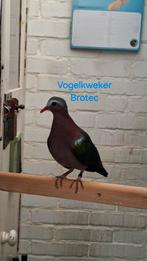 Koppel Groenvleugelduiven, Meerdere dieren, Tropenvogel, Geringd