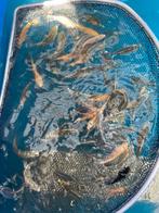 Jonge koi te koop, Dieren en Toebehoren, Karper of Koi