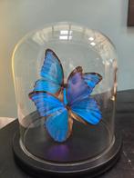 Morpho vlinders in glazen stolp - Decoratie, Huis en Inrichting, Woonaccessoires | Stolpen, Ophalen, Zo goed als nieuw