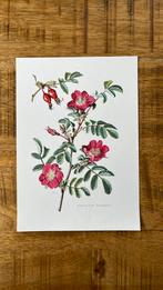 Alpenroos botanische print, Antiek en Kunst, Kunst | Etsen en Gravures, Ophalen of Verzenden