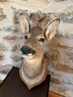 Opgezette kop Ree Hert taxidermie, Ophalen of Verzenden, Zo goed als nieuw, Hert, Gewei of Kop