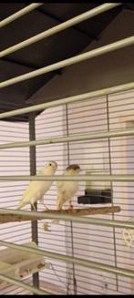 Prachtige kanaries, één mannetje en twee vrouwtjes, met een, Meerdere dieren, Zangkanarie