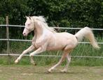 Cremello tobiano (bonte) hengst ter dekking!!, Dieren en Toebehoren, Hengst