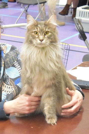 Maine coon poes met stamboom, blue silver tortie mackerel  beschikbaar voor biedingen