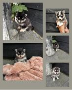 pomsky te koop, Dieren en Toebehoren, Honden | Poolhonden, Keeshonden en Oertypen, Nederland, CDV (hondenziekte), 8 tot 15 weken