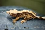 wimpergekko crested gecko vrouw, Dieren en Toebehoren, Reptielen en Amfibieën, 0 tot 2 jaar, Hagedis