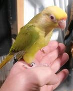 Super lieve jonge tamme pyrhurras met dna., Dieren en Toebehoren, Vogels | Parkieten en Papegaaien, Meerdere dieren, Papegaai