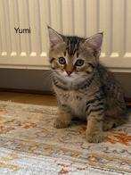 Kittens (liefdevol thuis gezocht), Ontwormd