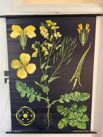 Schoolplaat Koolzaad - Jung-Koch-Quentell, Ophalen of Verzenden, Natuur en Biologie