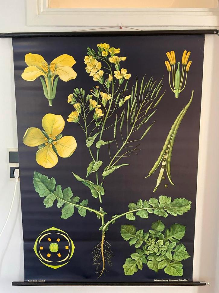 Schoolplaat Koolzaad - Jung-Koch-Quentell, Antiek en Kunst, Antiek | Schoolplaten, Natuur en Biologie, Ophalen of Verzenden