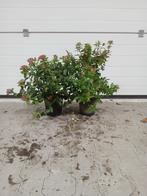 Viburnum tinus struikjes uitverkoop, wintergroen,bloei, Tuin en Terras, Planten | Tuinplanten, Vaste plant, Halfschaduw, Winter