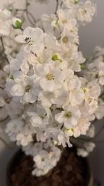 Kunst Bloesemboom Zonder Pot, Ophalen, Nieuw, Binnen