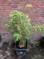 Bamboe in speciekuip, Tuin en Terras, Ophalen, Bloeit niet, Overige soorten, Halfschaduw