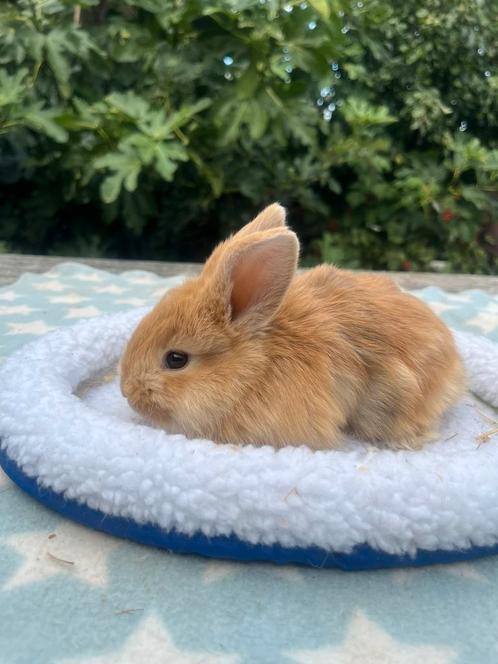 Baby dwergkonijntje man mag meteen mee, Dieren en Toebehoren, Konijnen, Dwerg, Vrouwelijk, 0 tot 2 jaar