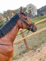 Lieve knappe volbloed te koop, Dieren en Toebehoren, Paarden, Gechipt, B, Ruin, 7 tot 10 jaar