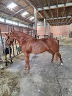 American paint horse te koop!, Dieren en Toebehoren, Paarden, Merrie, Gechipt, Dressuurpaard, Zadelmak