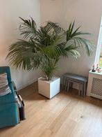 Hydrocultuur Palm in Pot, Huis en Inrichting, Kamerplanten, Ophalen, Palm, Halfschaduw, In pot