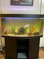 Mooi aquarium met 4 chiclide , zoen vis,  1 Japanse Meerval, Ophalen, Gebruikt, Gevuld zoetwateraquarium