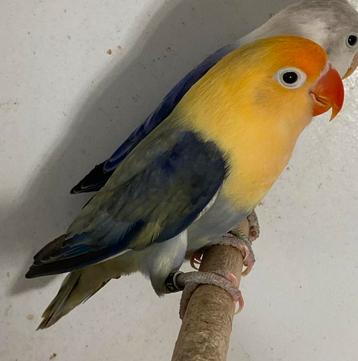 Agapornis fischeri kweek pop beschikbaar voor biedingen