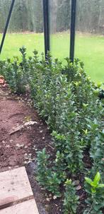 ilex, Tuin en Terras, Volle zon, Vaste plant, Bloeit niet, Ophalen