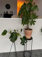 Planten, Ophalen, Halfschaduw, Minder dan 100 cm