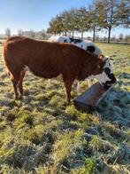 3 super rode  dikbil pinken drachtig, Dieren en Toebehoren, Runderen, Mannelijk