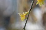 Winterjasmijn, Ophalen of Verzenden, Winter, Vaste plant, Volle zon